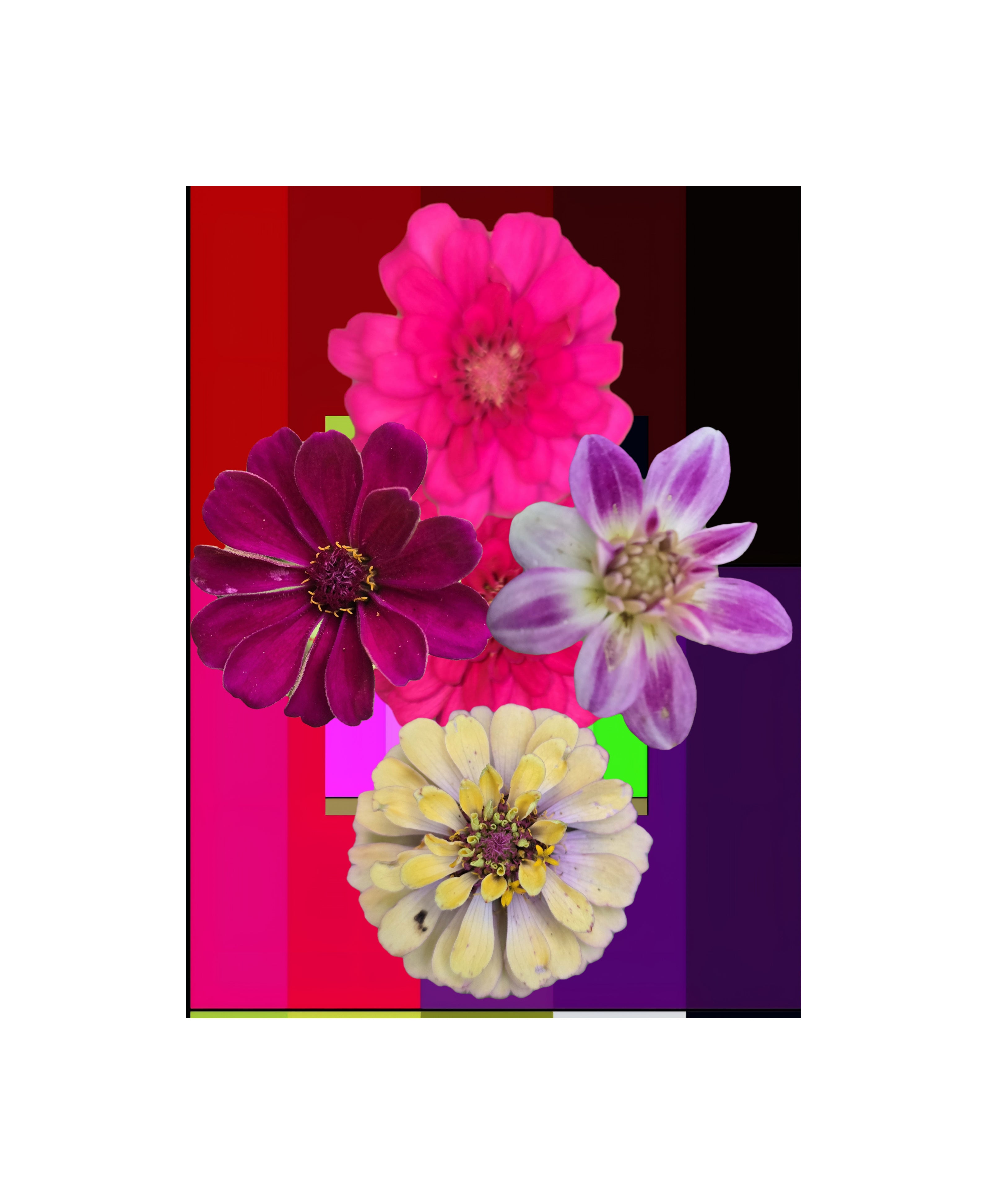 Les fleures de Carolina