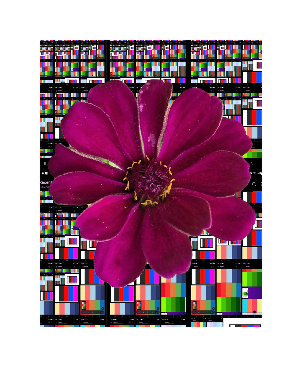 Les fleures de Carolina