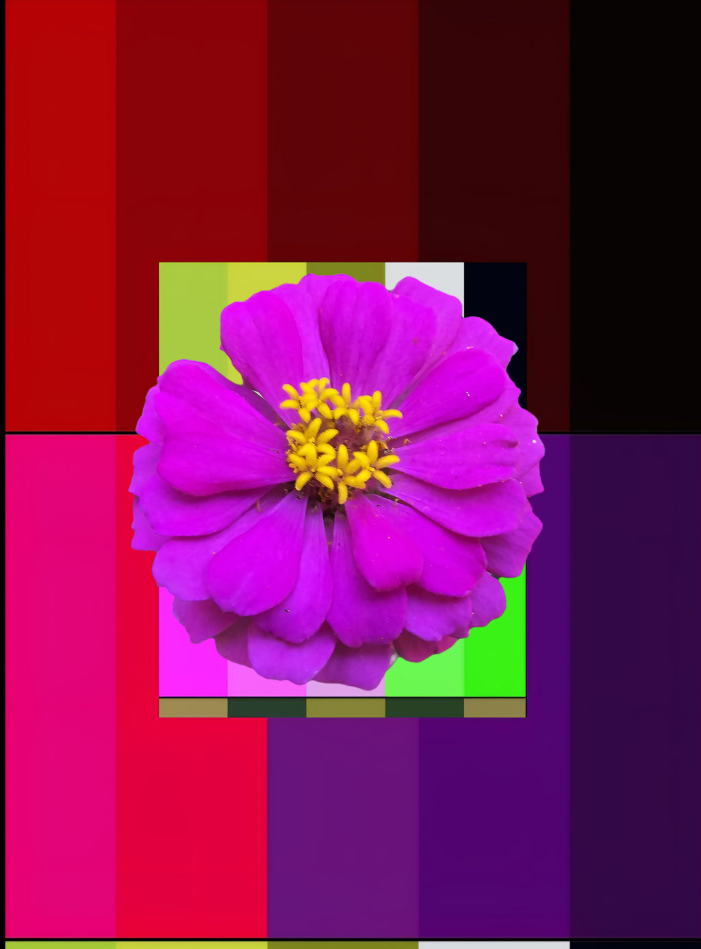 Les fleures de Carolina