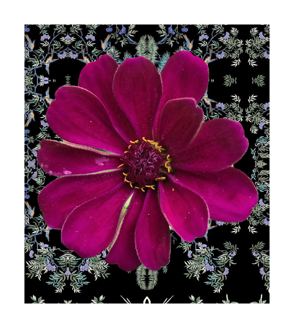Les fleures de Carolina