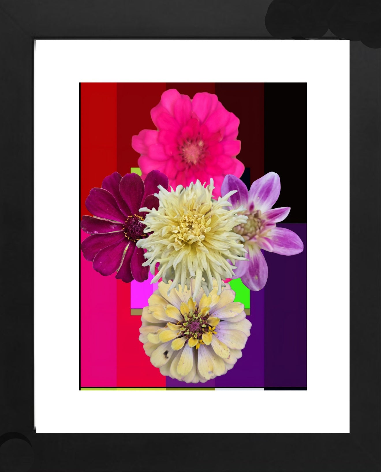 Les fleures de Carolina
