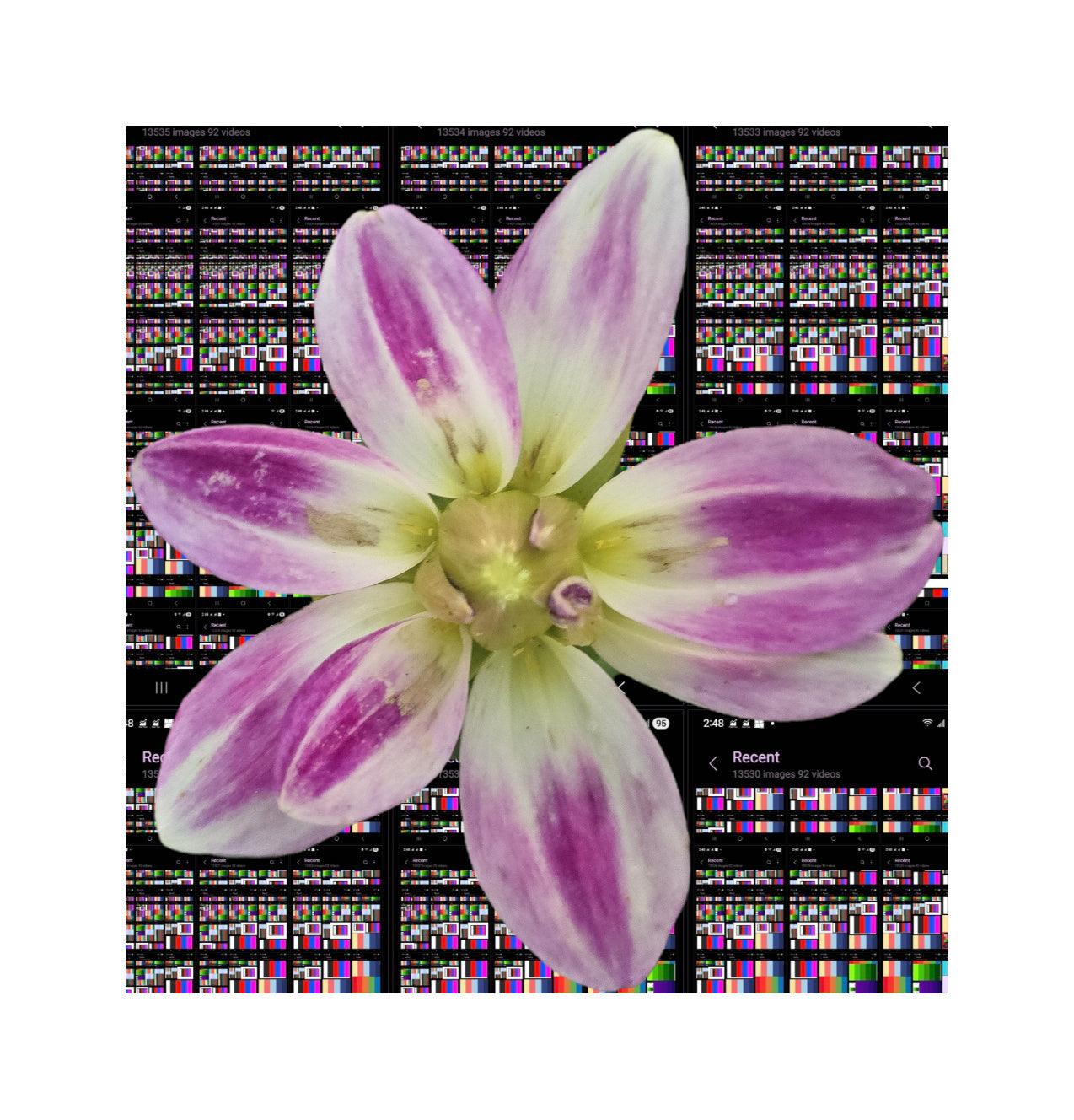 Les fleures de Carolina