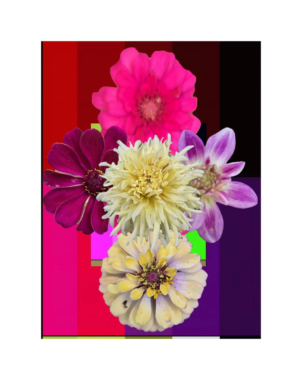 Les fleures de Carolina