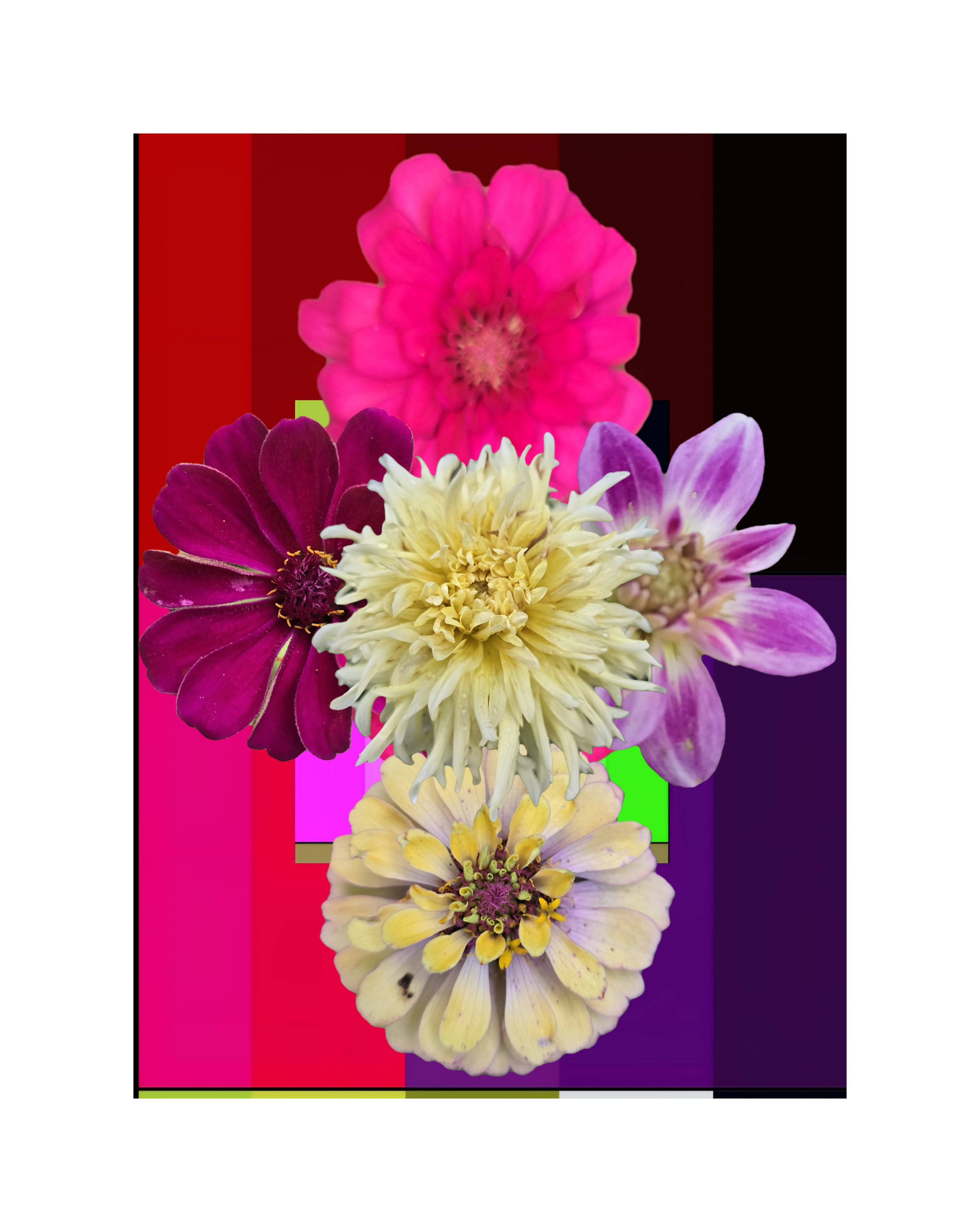 Les fleures de Carolina